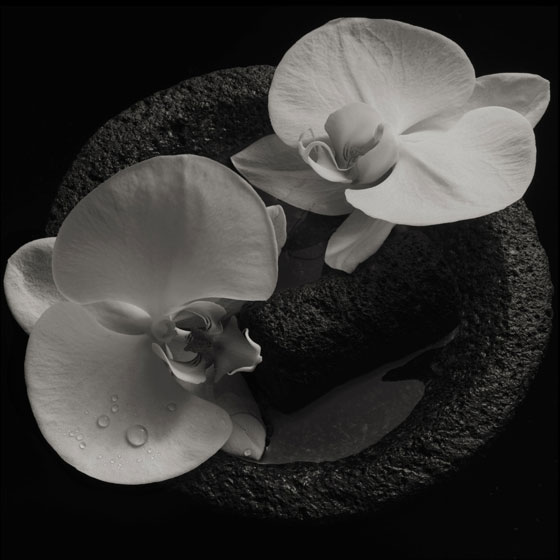 Jean-Claude Vannier & Mike Patton ‘Corpse Flower’